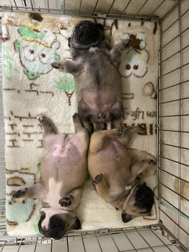 フレンチブルドッグ