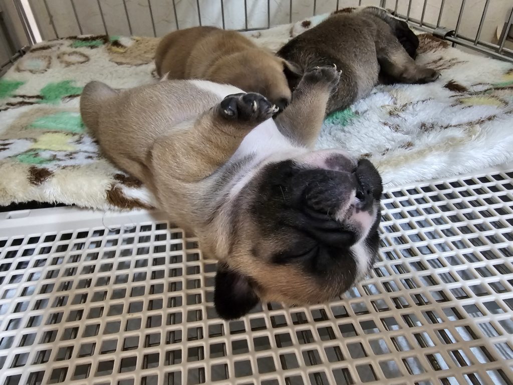 フレンチブルドッグ