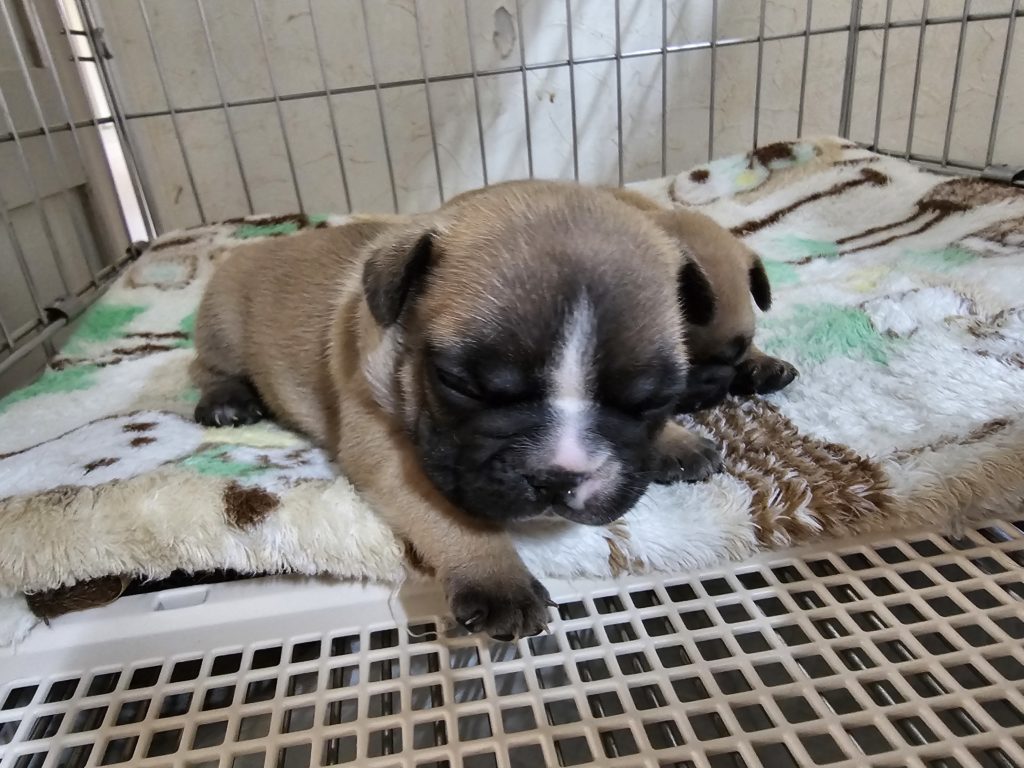 フレンチブルドッグ