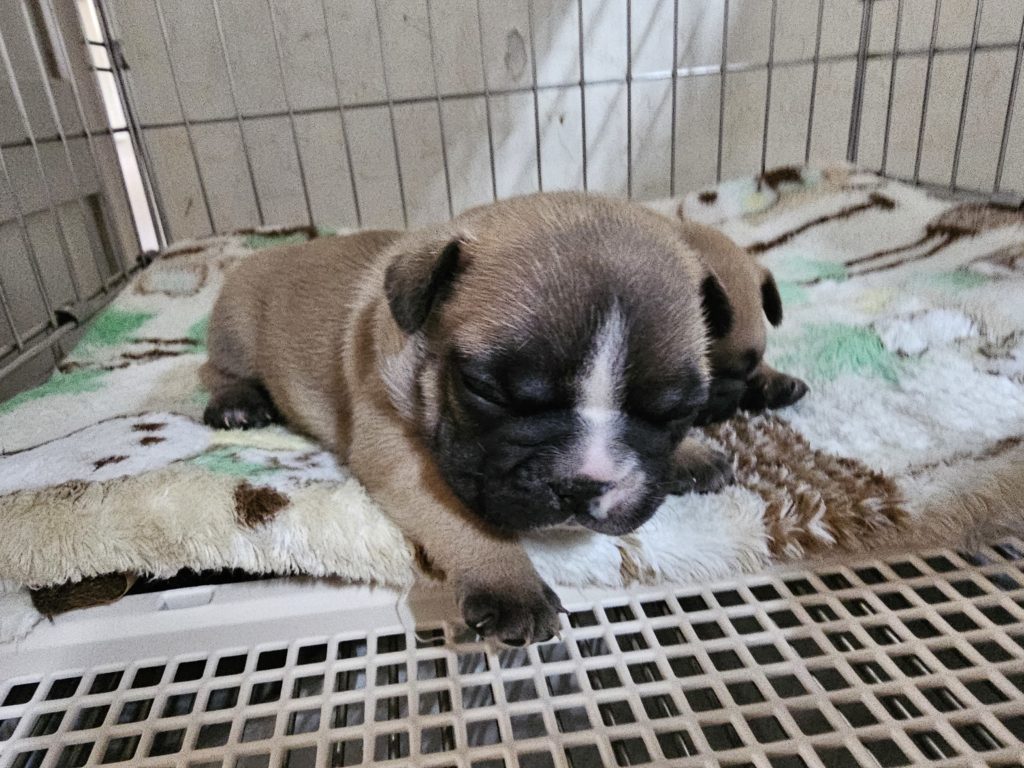 フレンチブルドッグ