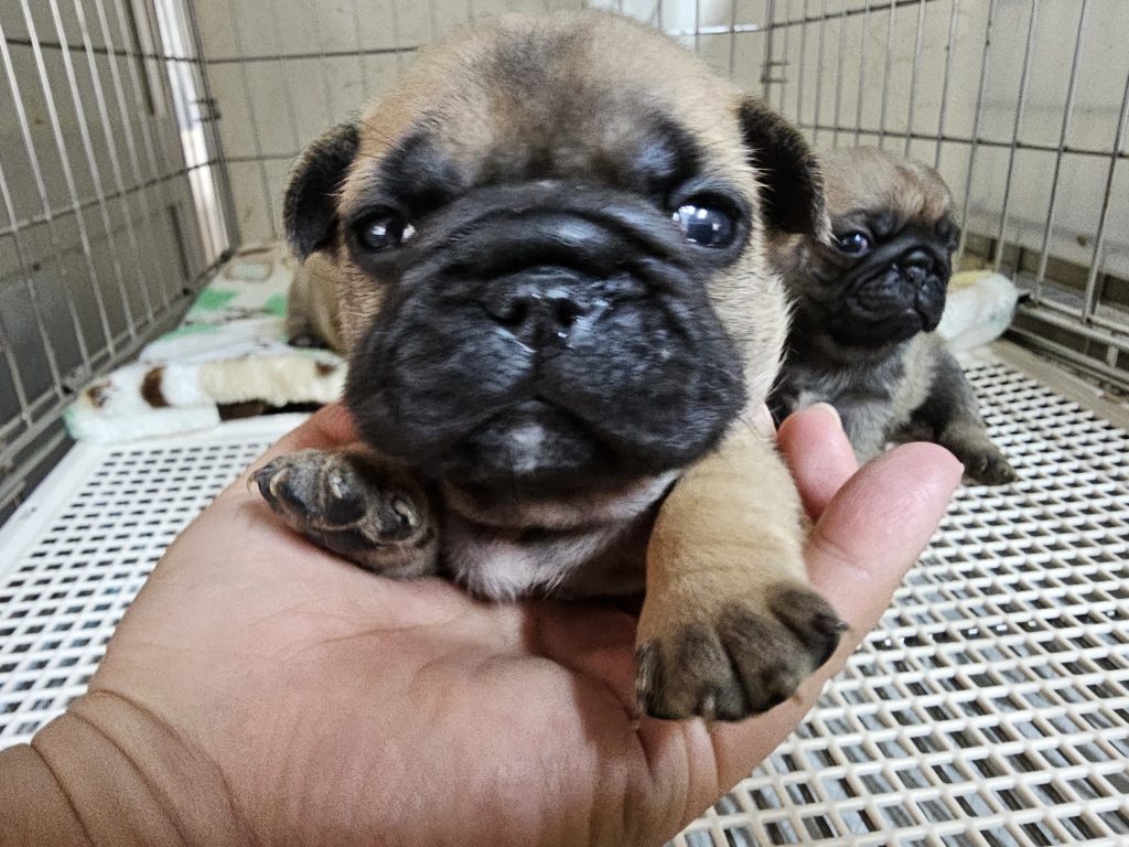 フレンチブルドッグ