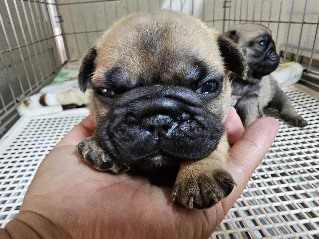 フレンチブルドッグ