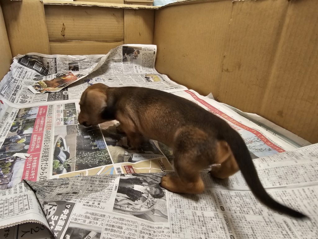 ミニチュアダックス　スムース