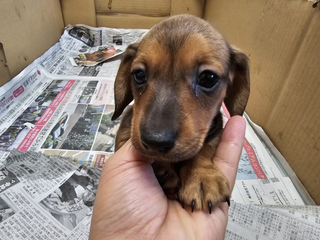 ミニチュアダックス　スムース