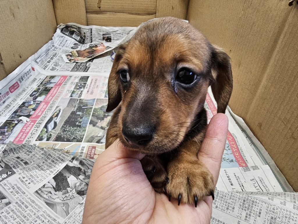 ミニチュアダックス　スムース