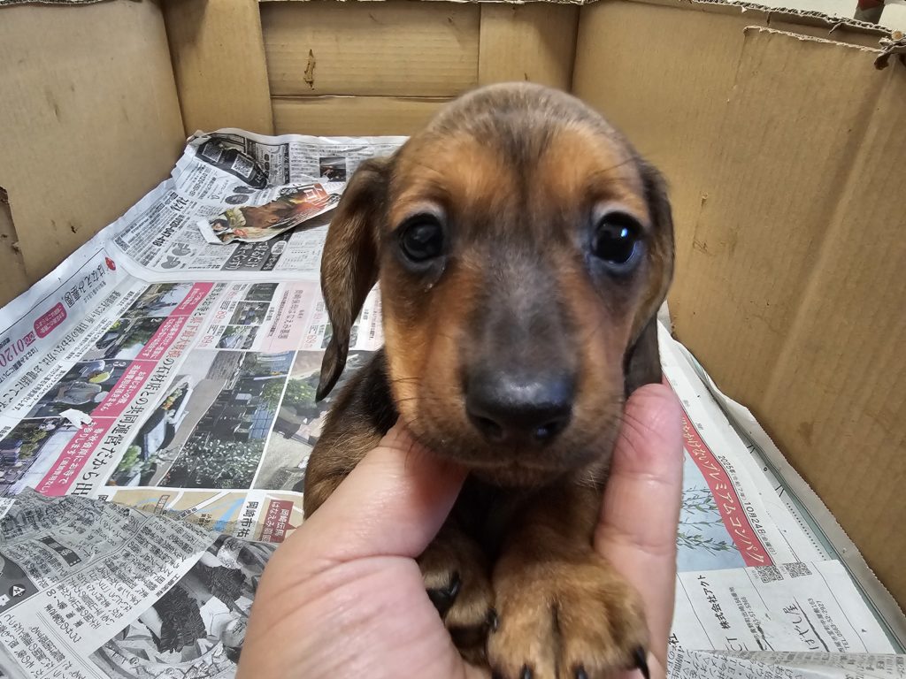 ミニチュアダックス　スムース