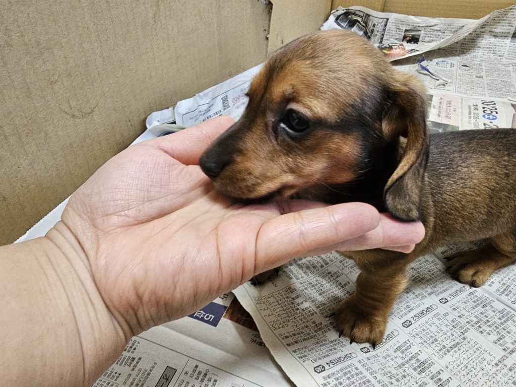 ミニチュアダックス　スムース