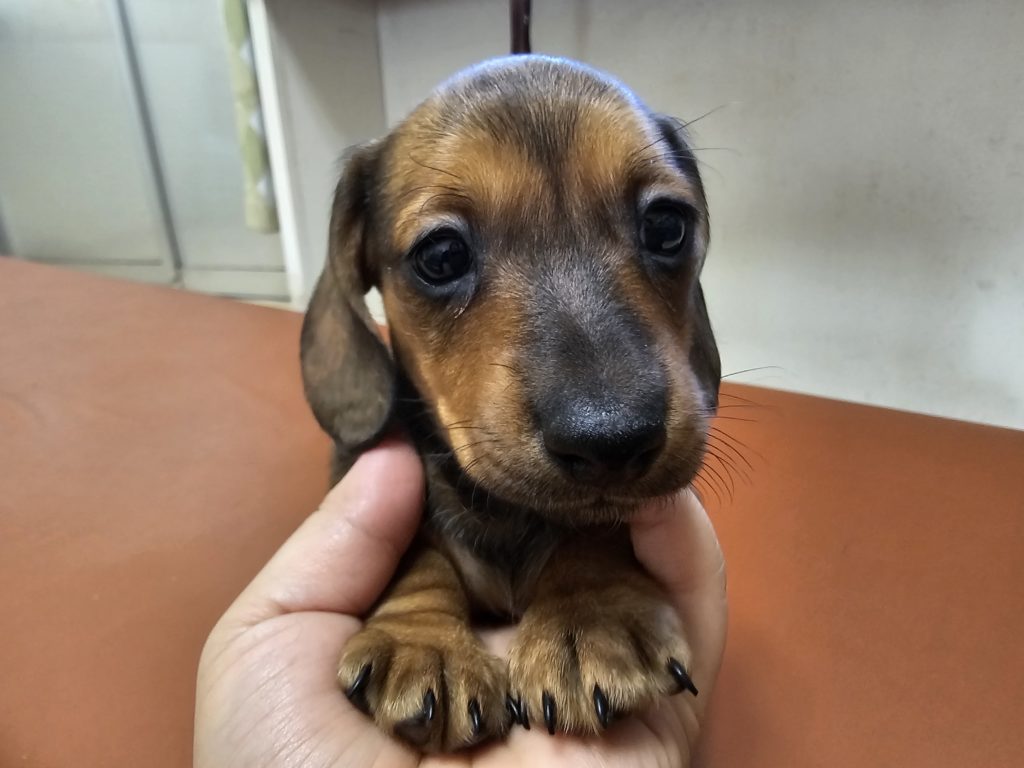 ミニチュアダックス　スムース