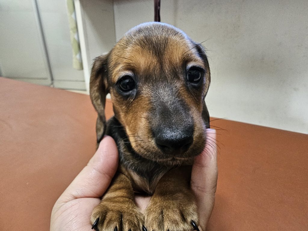 ミニチュアダックス　スムース