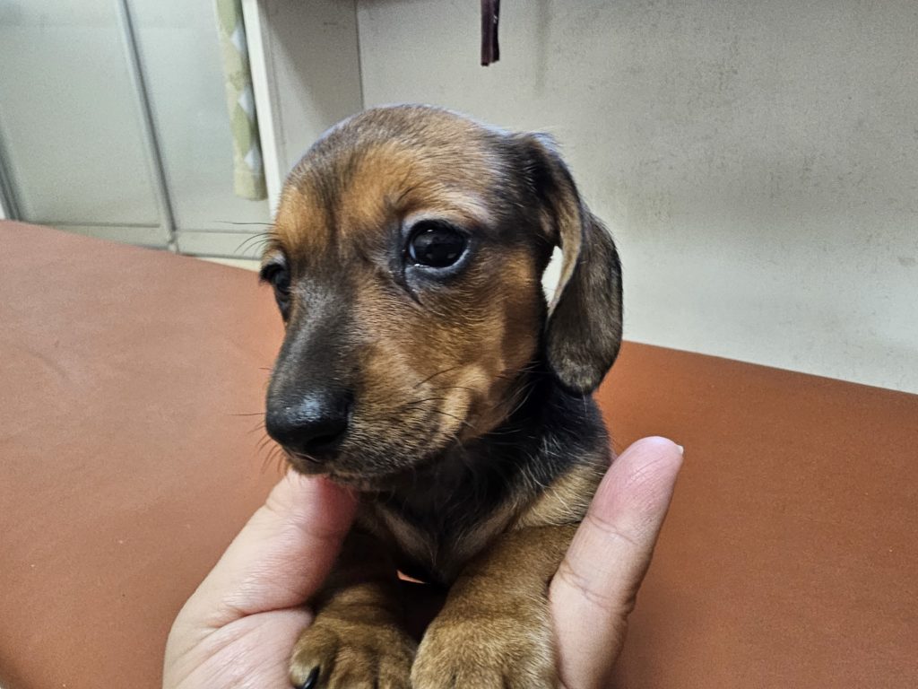 ミニチュアダックス　スムース