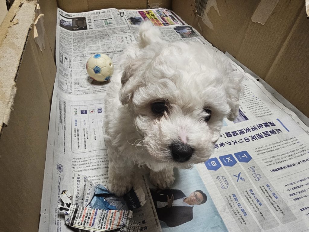 ビションフリーゼ