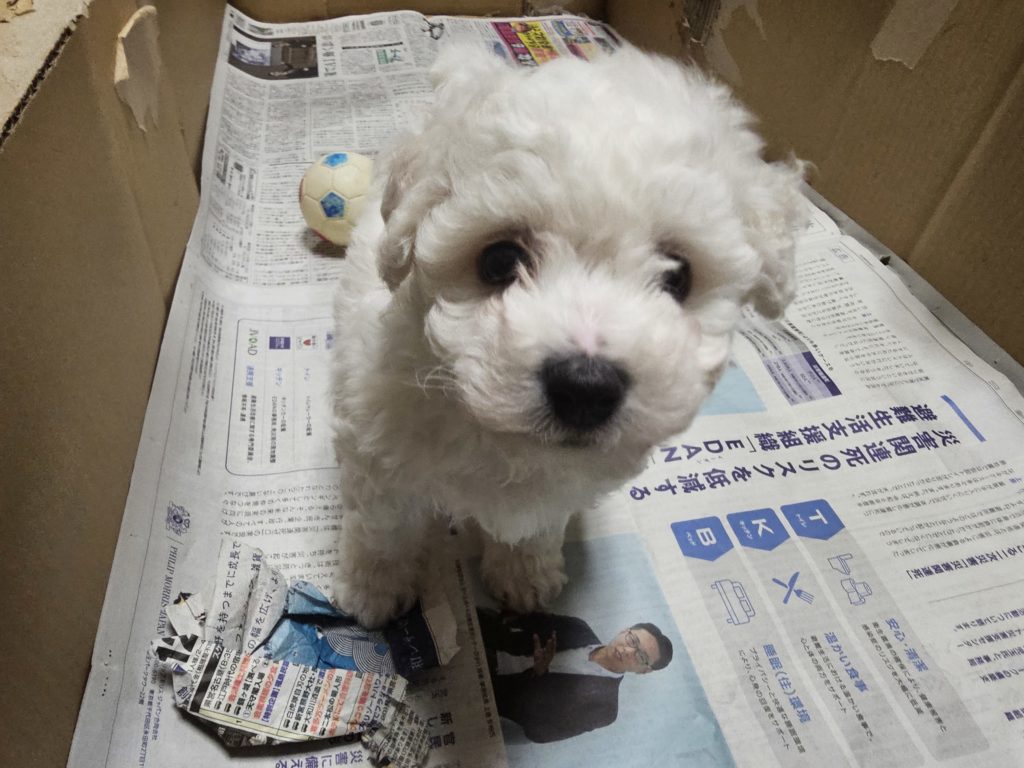 ビションフリーゼ