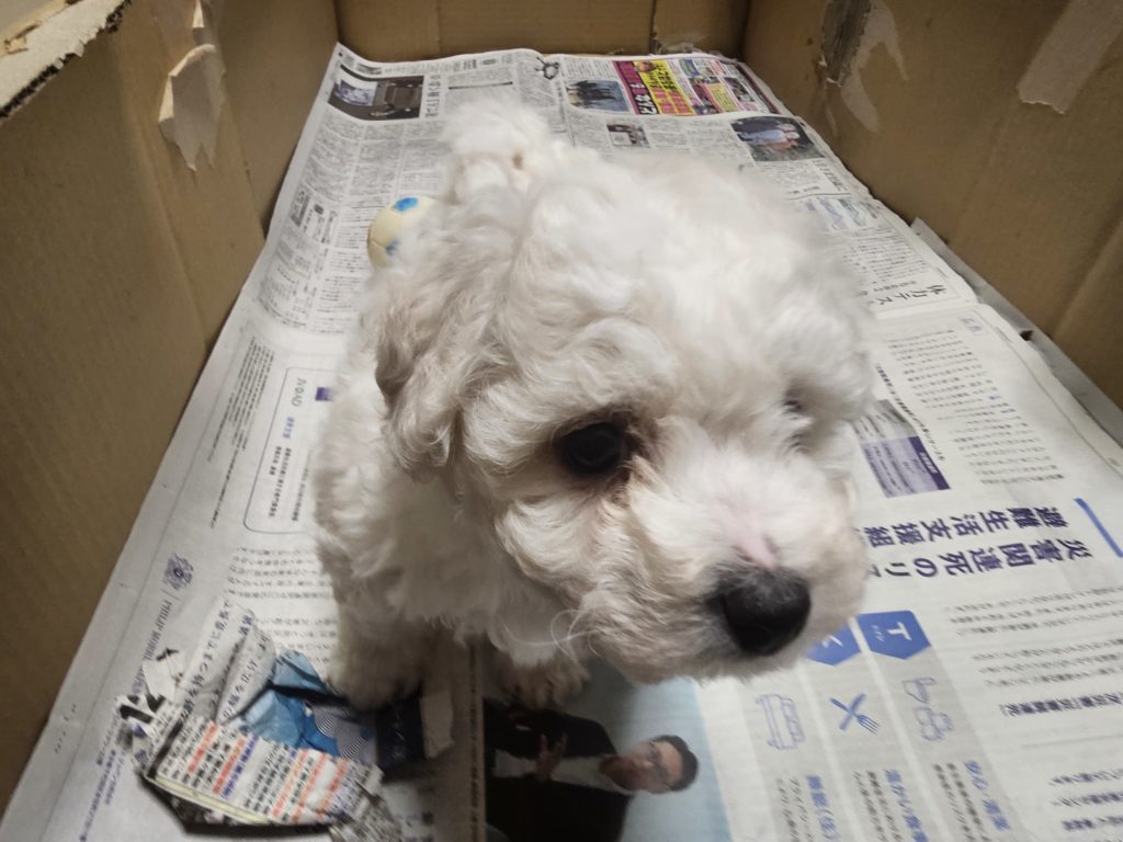 ビションフリーゼ