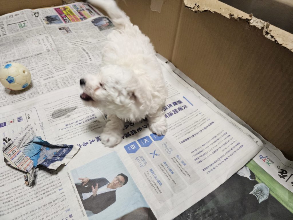 ビションフリーゼ