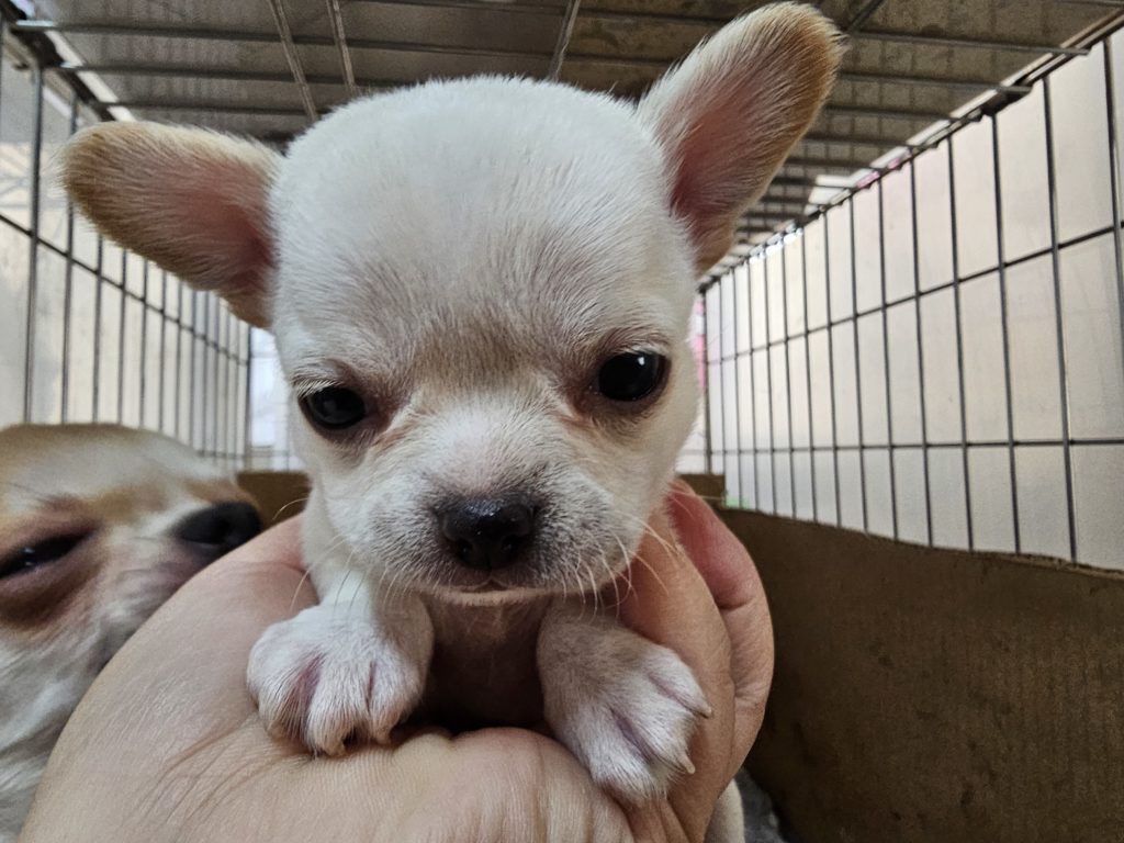 スムースチワワ