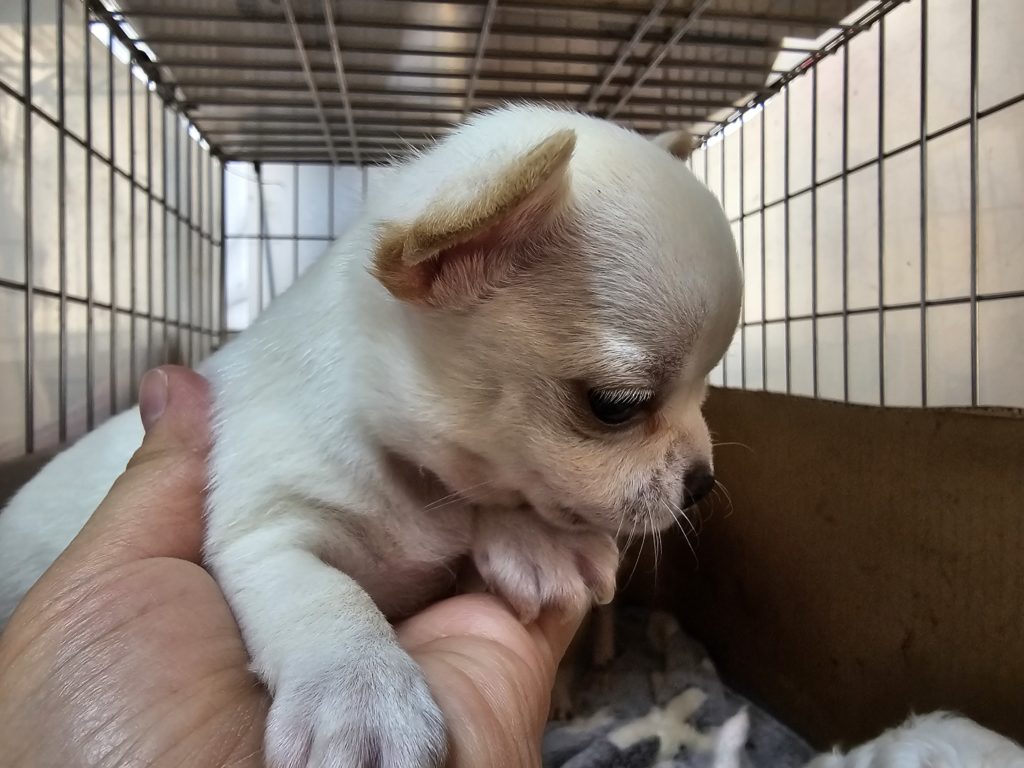 スムースチワワ