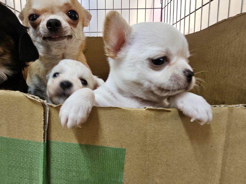 スムースチワワ