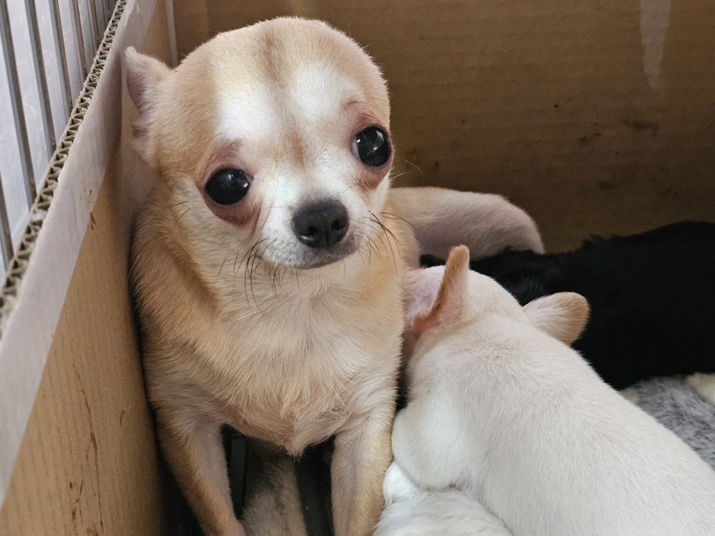 スムースチワワ