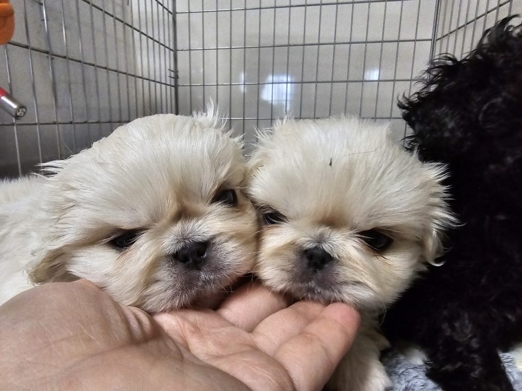 ペキニーズ　リリカ