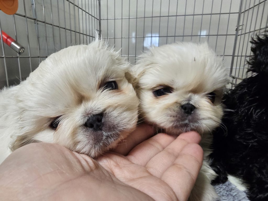 ペキニーズ　リリカ