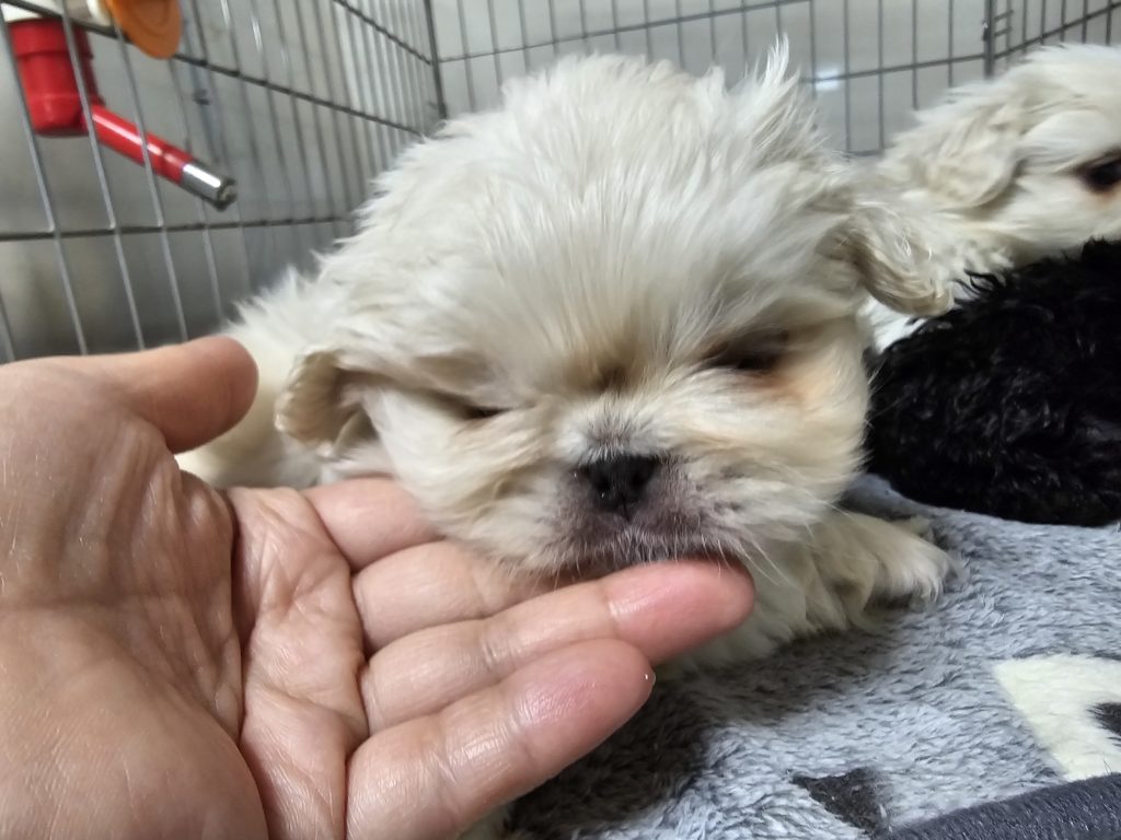 ペキニーズ　リリカ