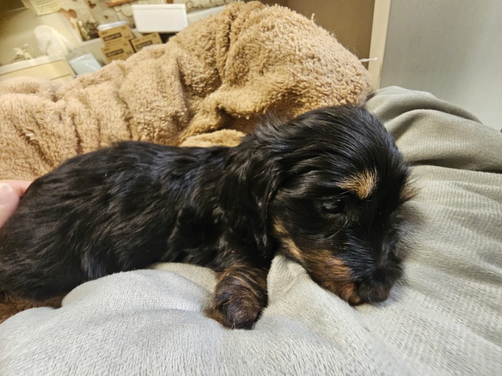 Mダックス　ワイヤー