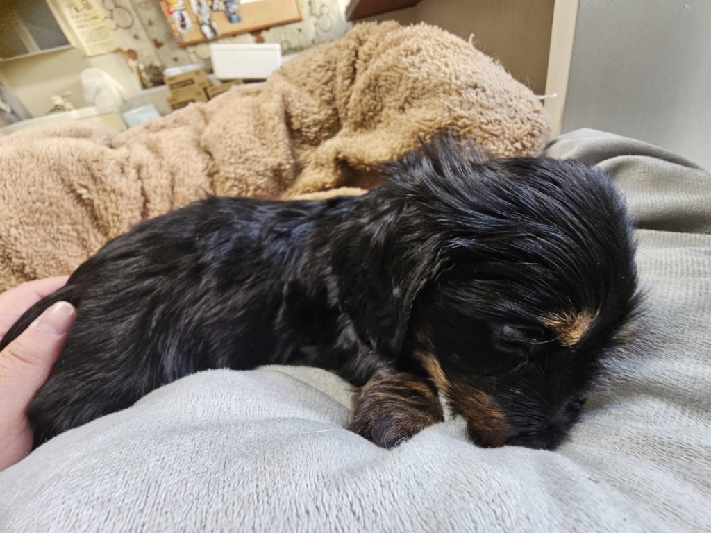 Mダックス　ワイヤー