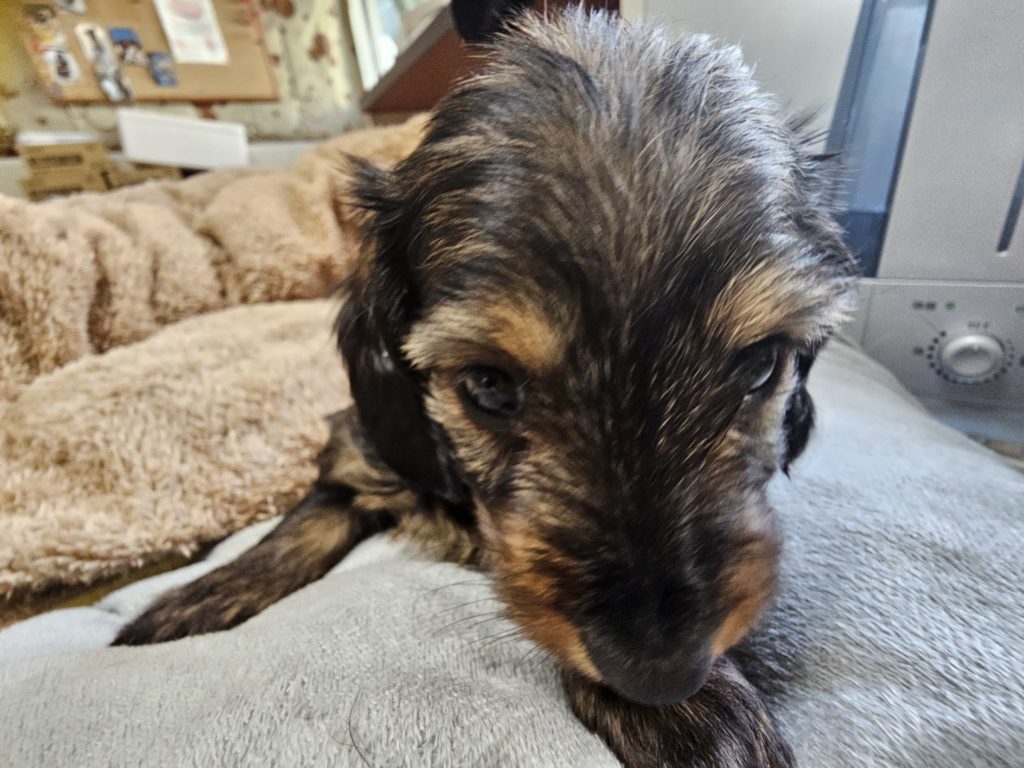 Mダックス　ワイヤー