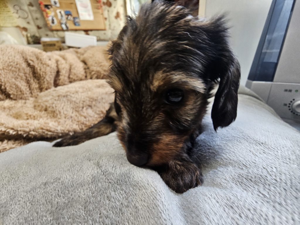 Mダックス　ワイヤー