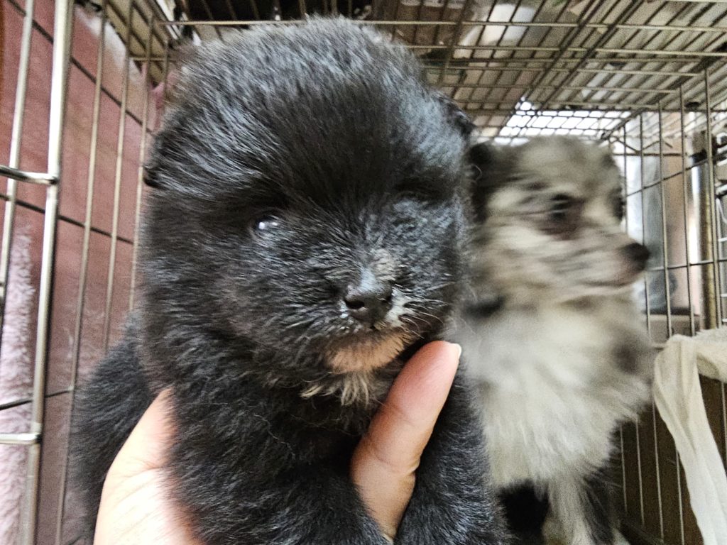 ポメラニアン　ﾌﾟﾚｼｱ