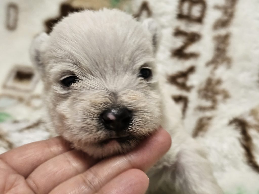 ウエスティ　リシィ