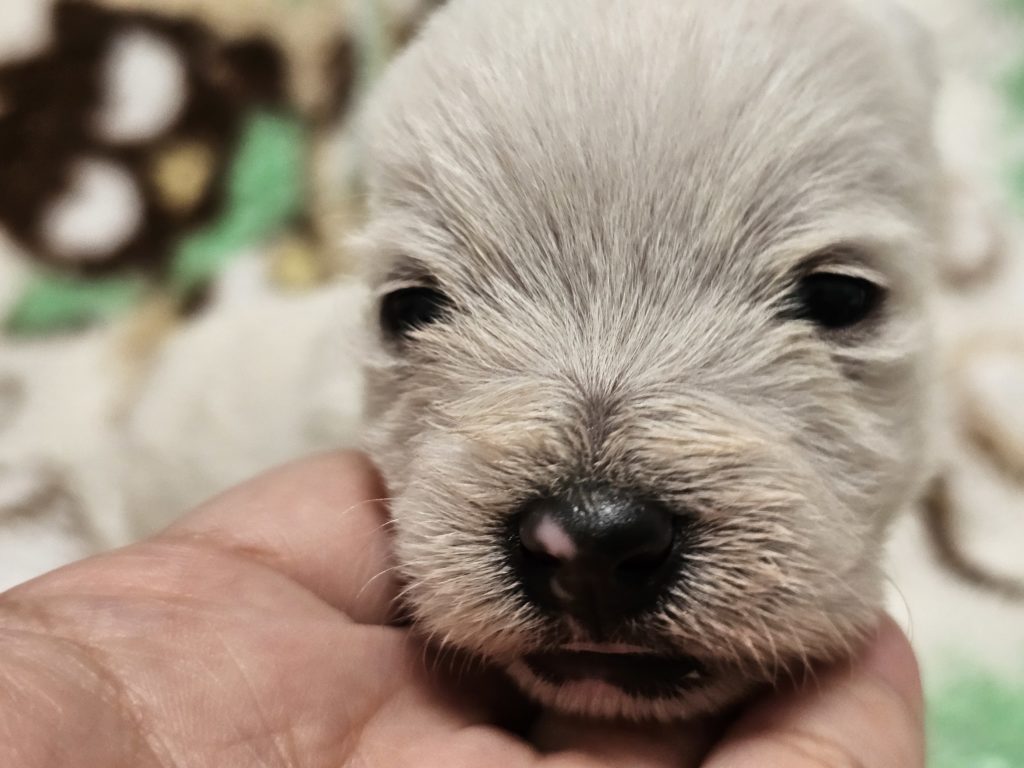 ウエスティ　リシィ