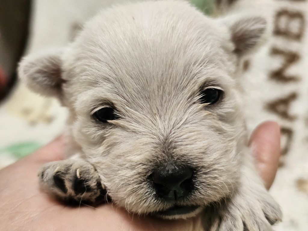 ウエスティ　リシィ