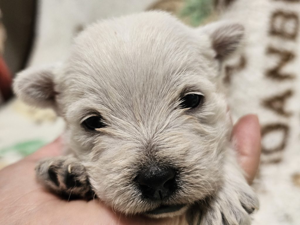 ウエスティ　リシィ