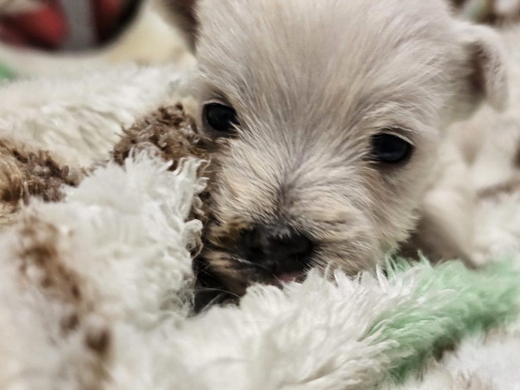 ウエスティ　リシィ